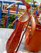 Nepenthes alata 'red speckled'